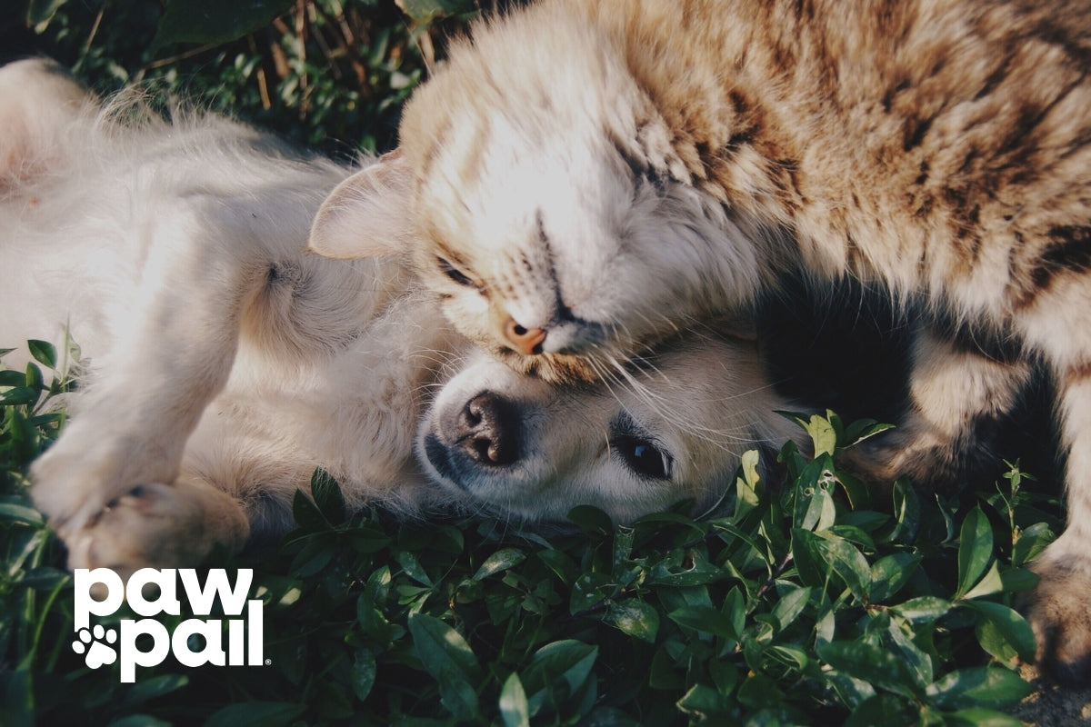 Managing Cat Litter Smells: Why a Sealed Container Makes All the Difference