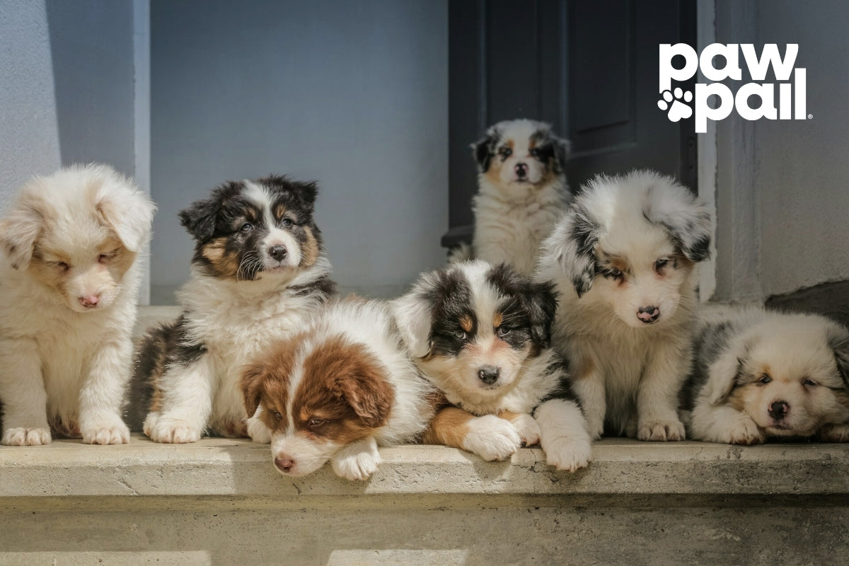 Parasites in Dog Poop and How to Prevent Them