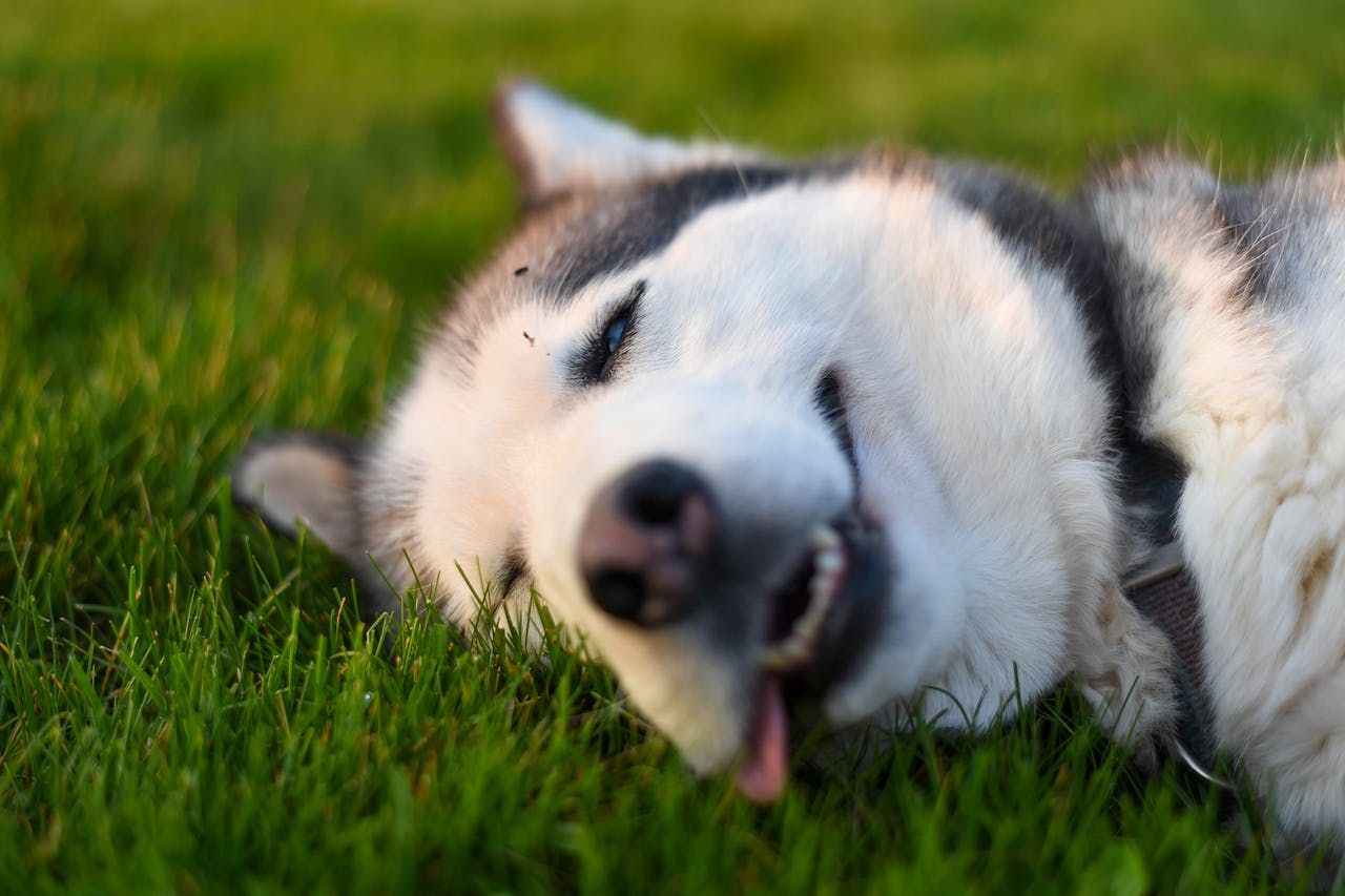 How a Dog Poop Station Can Simplify Pet Care