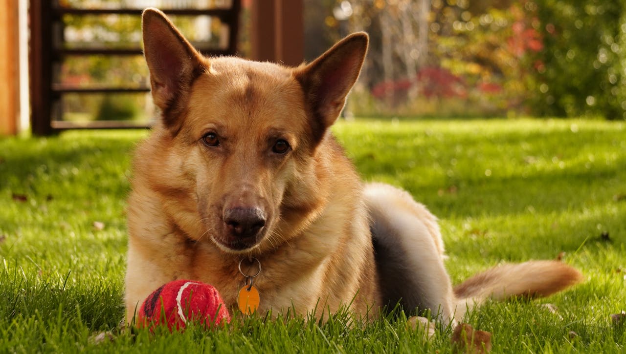 Is There a Difference Between an Indoor and Outdoor Dog Poop Trash Can?