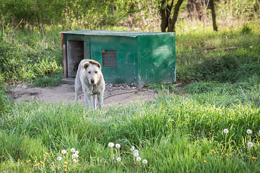 Tired of Picking Up After Your Dog? Install a Dog Waste Station in Your Backyard