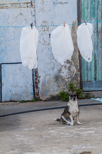 Dog Waste Stations vs. Plastic Bags: Which is the More Sustainable Choice?