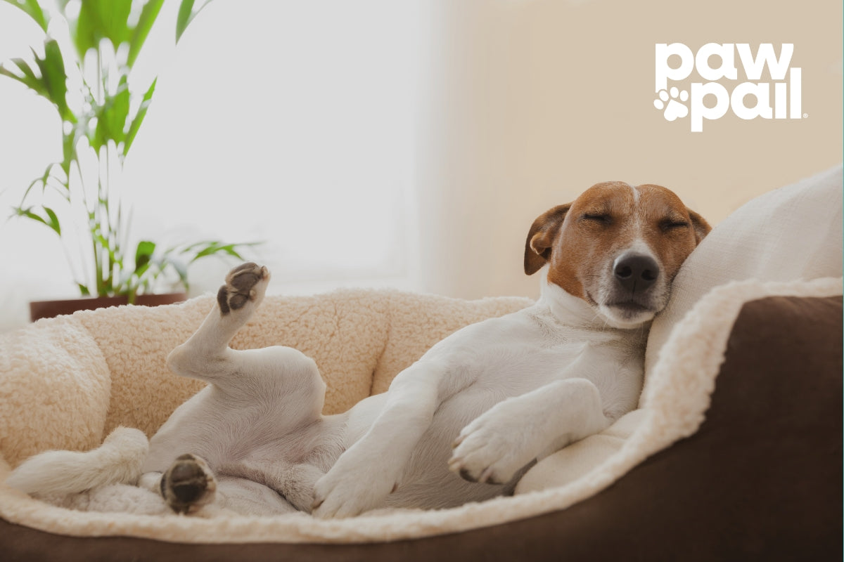 Red Dog Poop and What It Means for Your Pet's Health