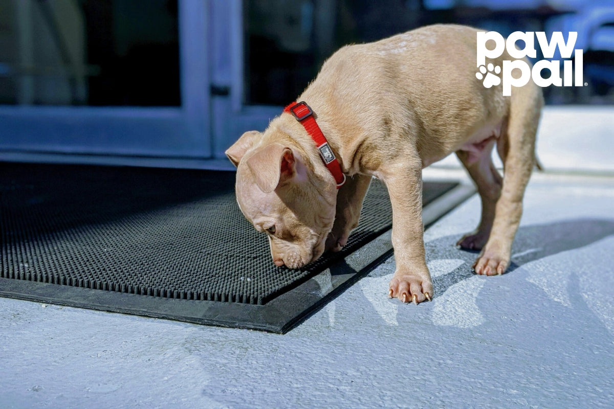 The Importance of Regular Deworming for Your Dog