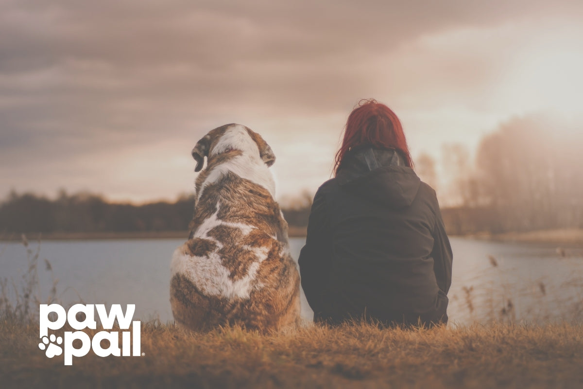 What Are the Symptoms of Worms in Humans from Dogs?