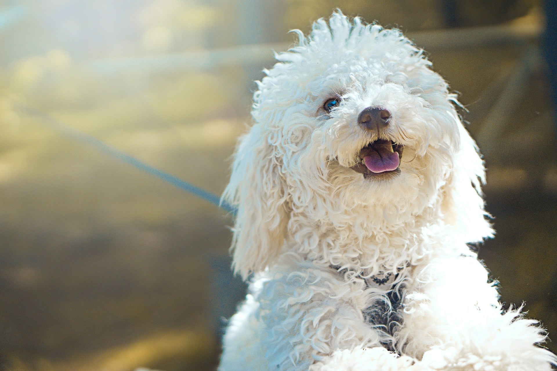 white bichon frise puppy in the sun