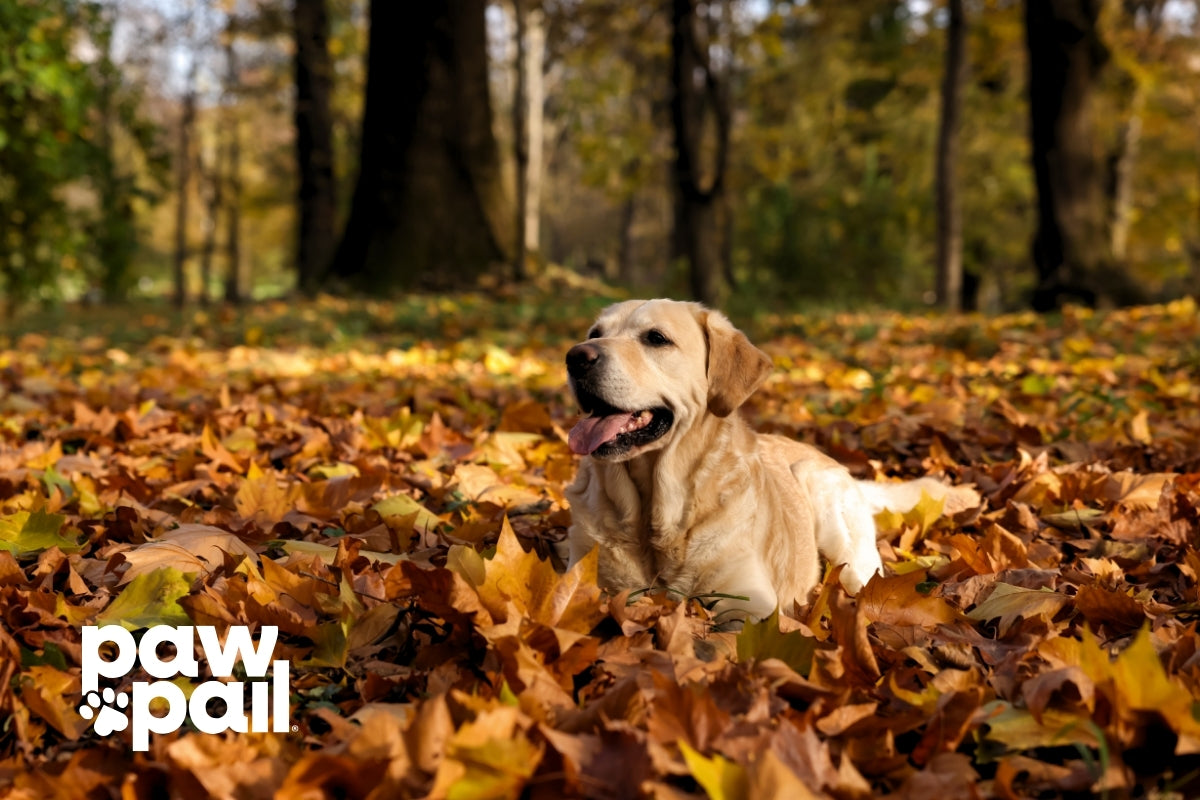 Why Sealed Lids Are Essential for Odor Control in Pet Waste Bins