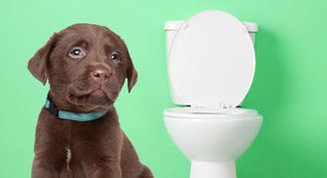 Why Your Dogs Require An Effective Potty Training?