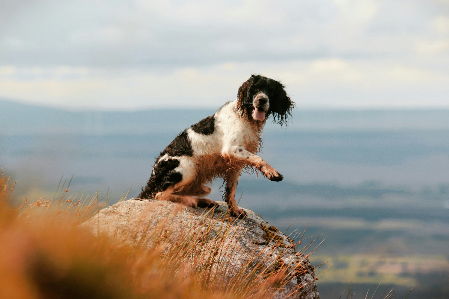 a dog sitting on a cliff