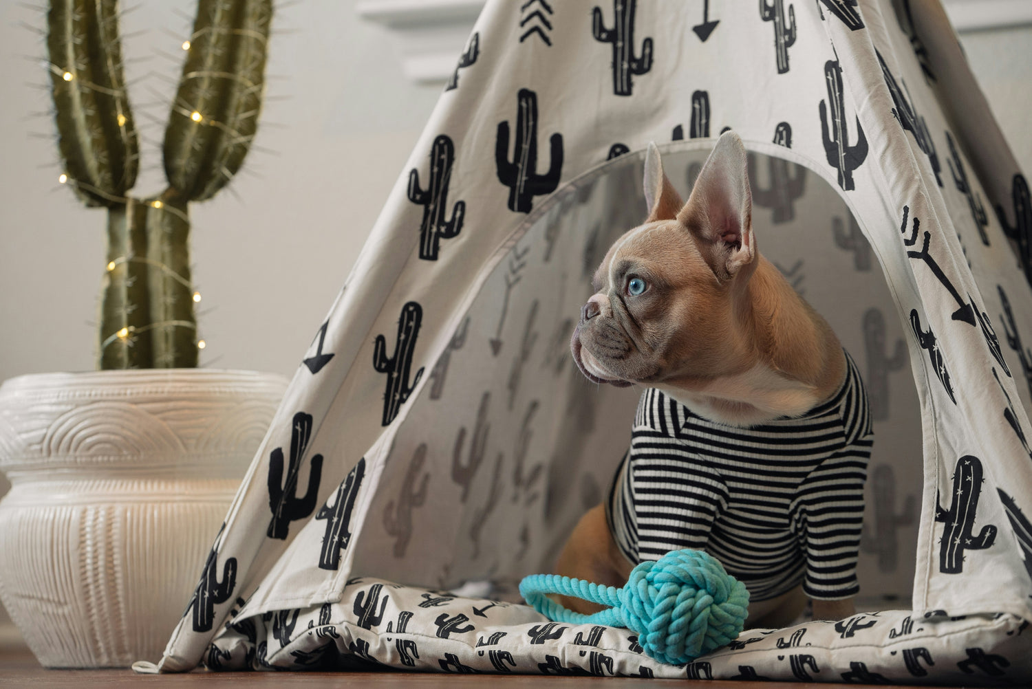 a french bulldog sitting in a teepee with a blue ball of yarn in front of it