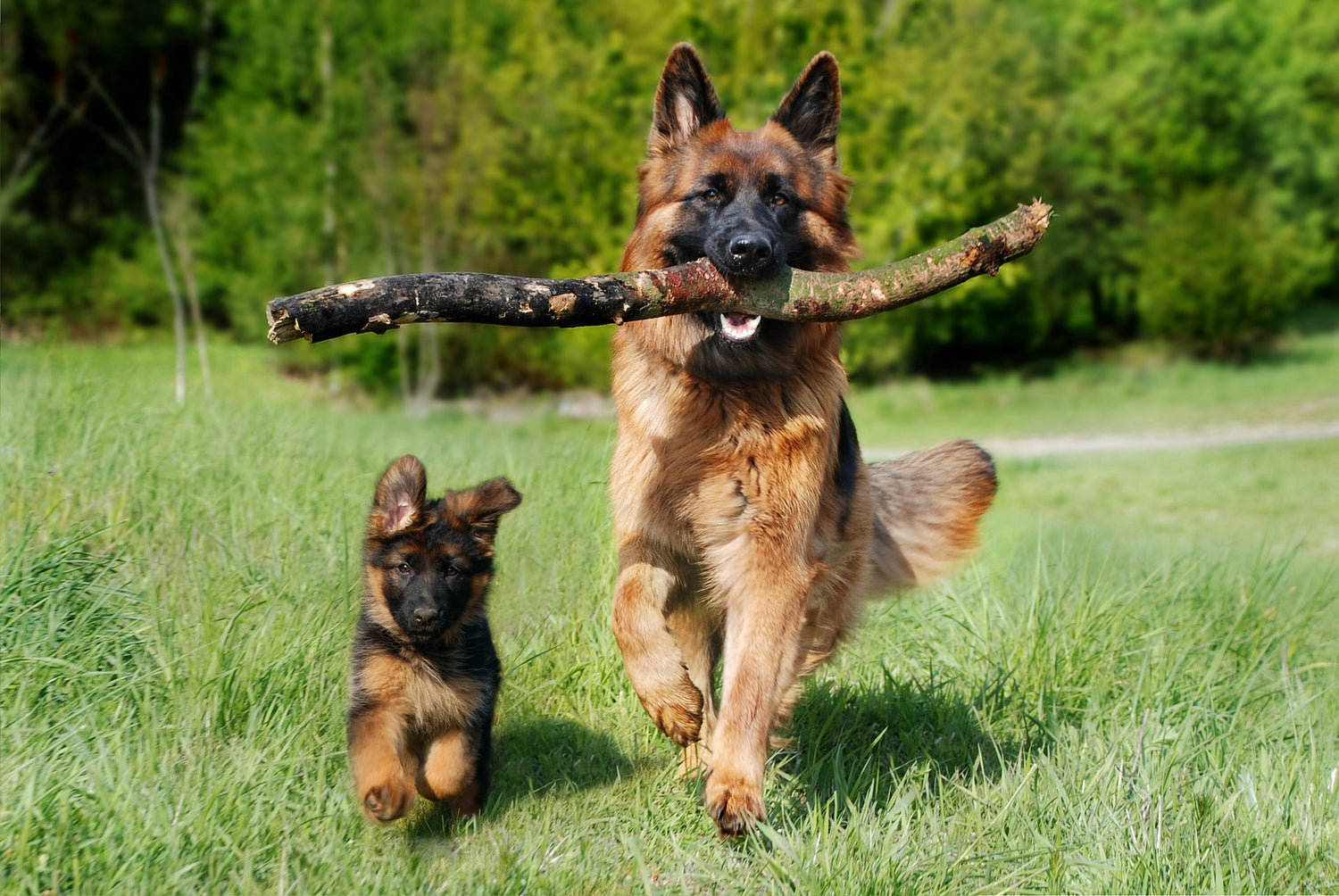 a small dog running beside a bigger dog that's carrying a stick