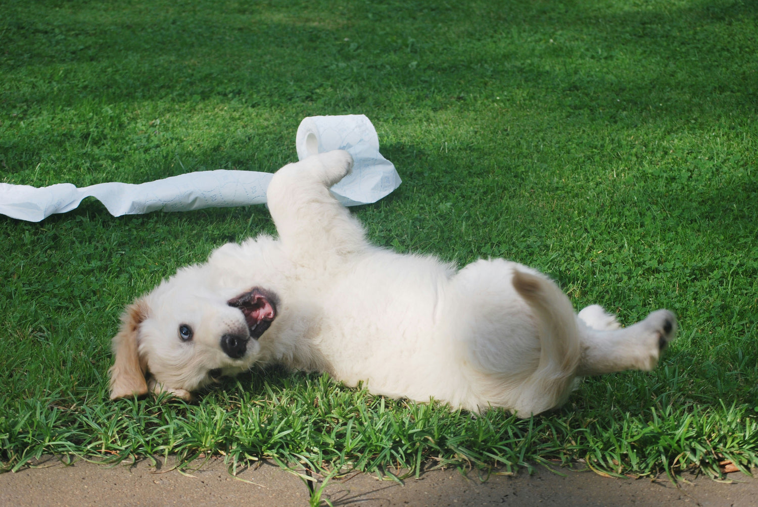 puppy rolling around in a field of grass with a roll of toilet paper next to it