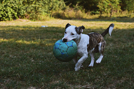 dog poop bag holder featured Image