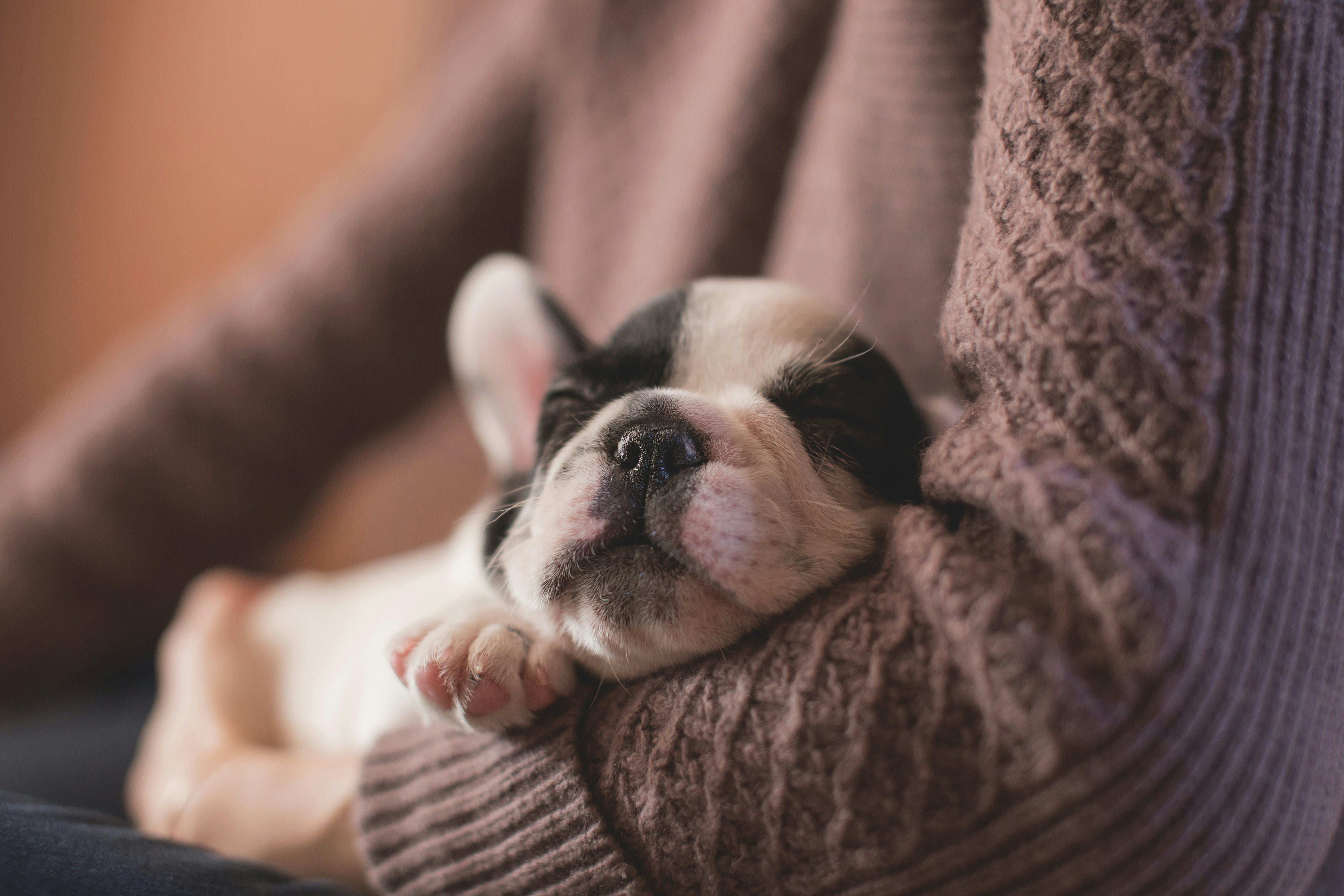 a puppy sleeping in a person's arms