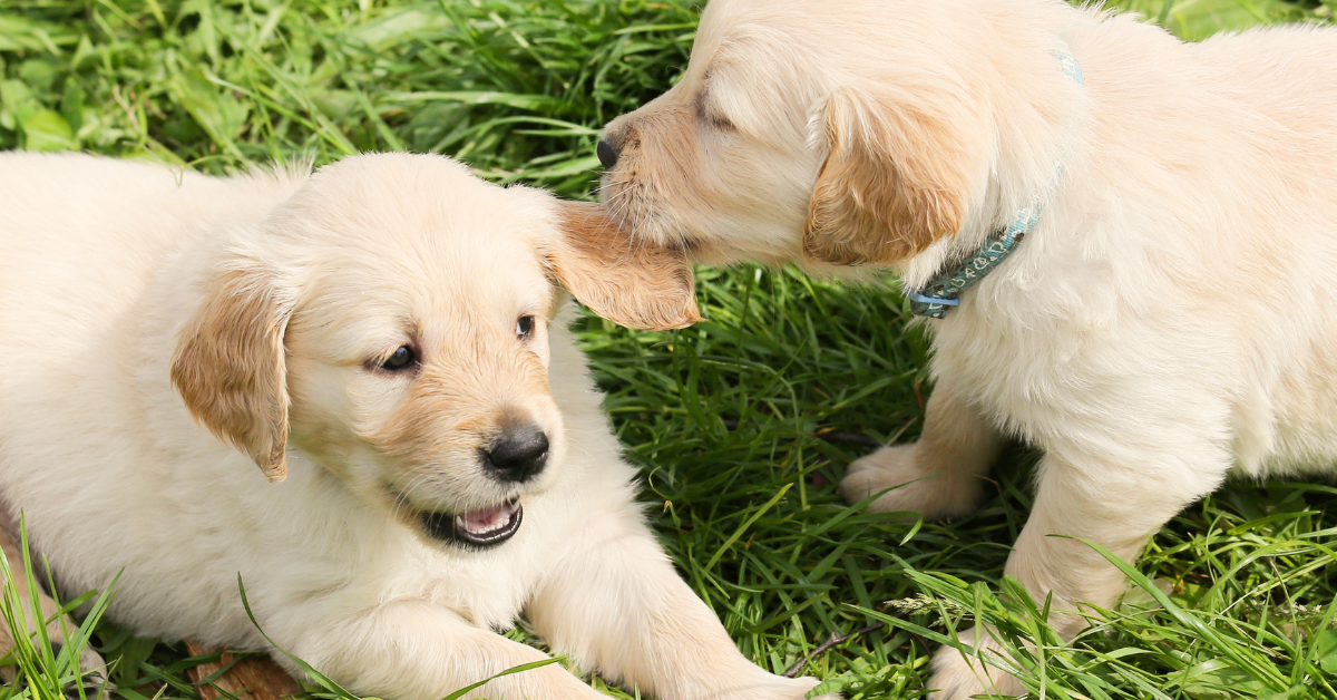 Dog Socialization Tips: How to Help Your Dog Play Well with Others