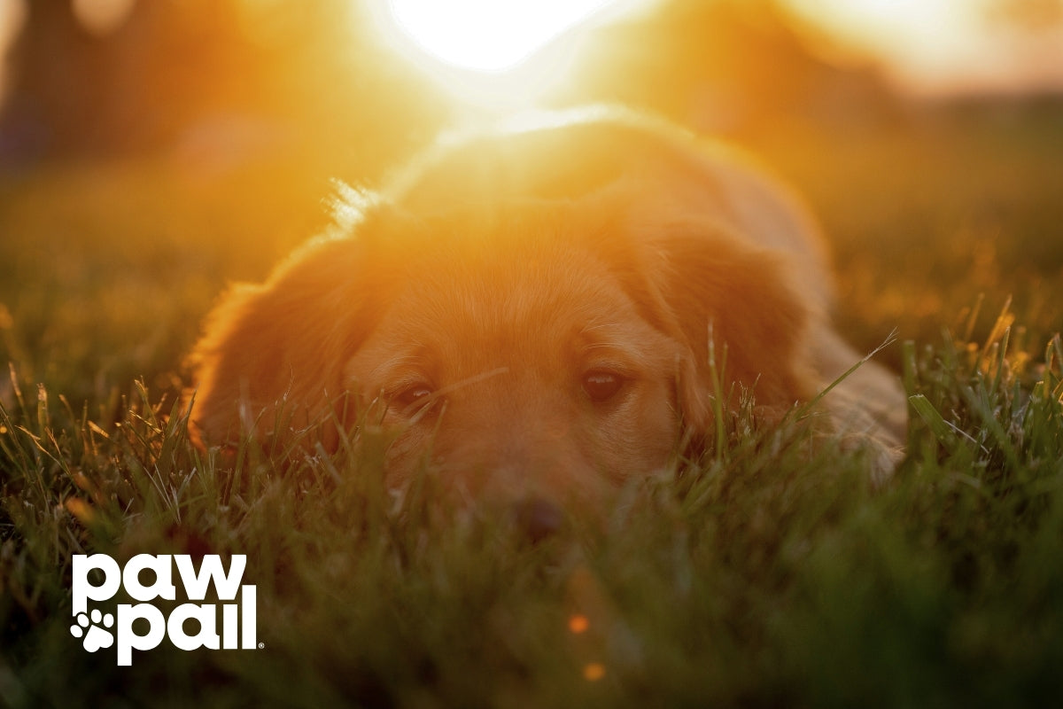 Green Dog Poop: Causes and When to Consult Your Vet