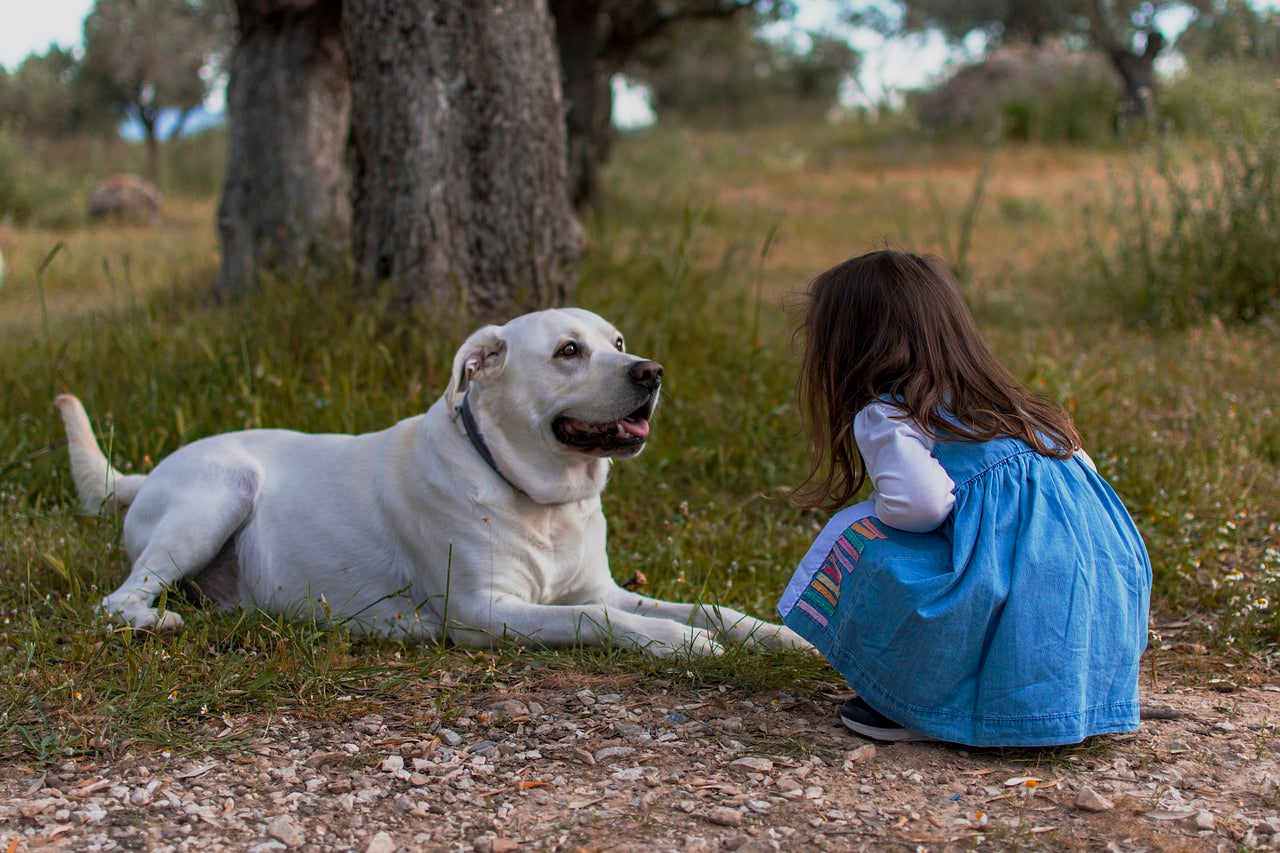 a little girl in a dress kneeling next to a white labrador that's looking at her