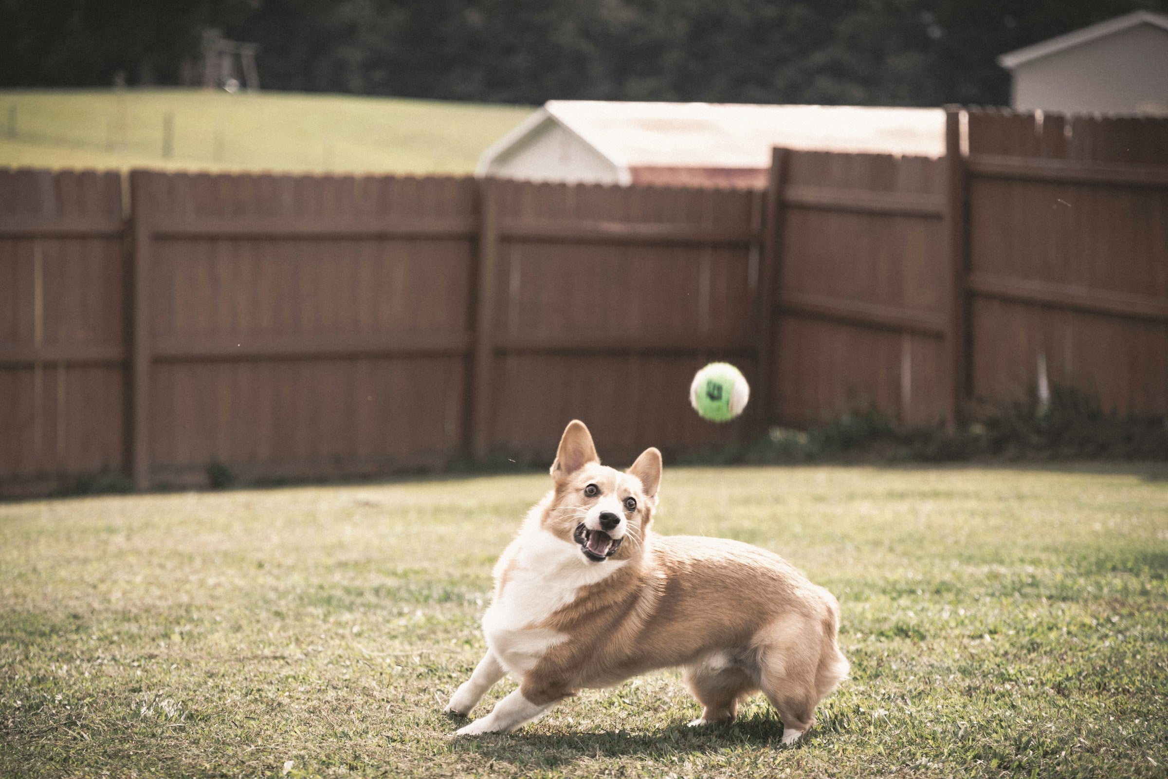 a corgi in a yard running after a tennis ball