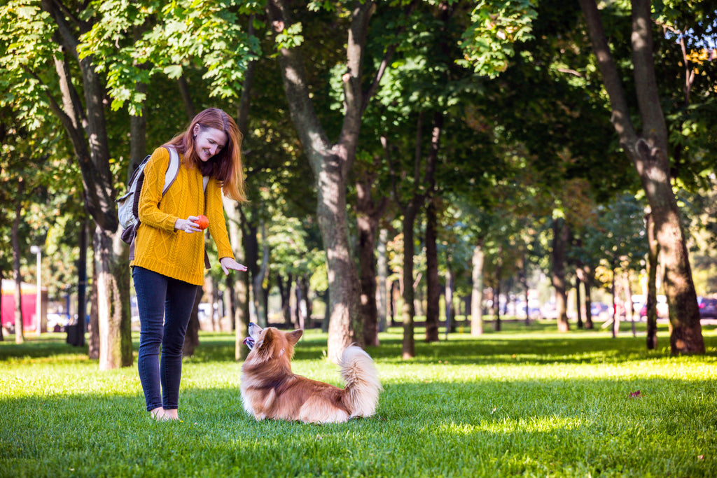 Effective Dog Waste Removal Solutions: Bags, Stations & Disposal Methods