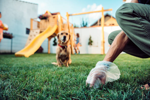 Where will you store your dog poop when outside: The Ultimate Guide
