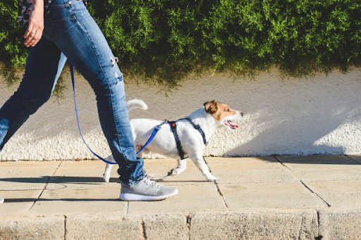 Dog Waste Station